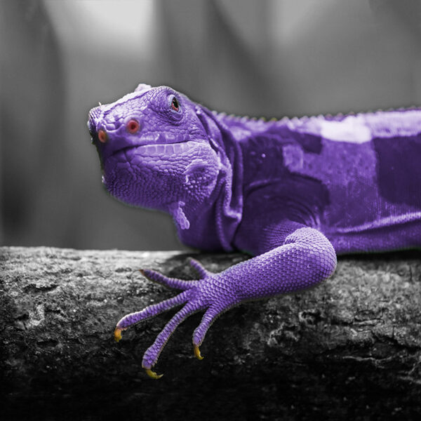 purple_lizard-grey